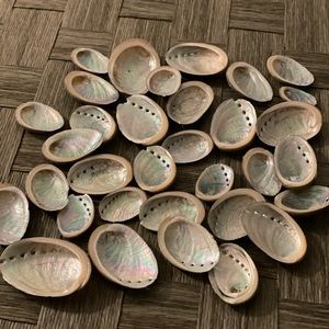 Albacore shell bundle 40 pcs❣️
